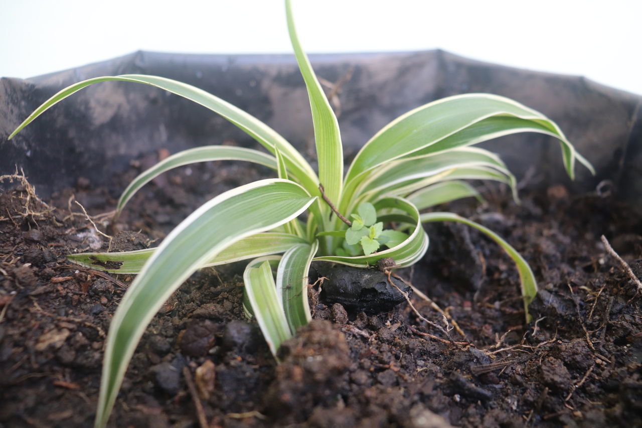 CLOSE-UP OF SMALL PLANT