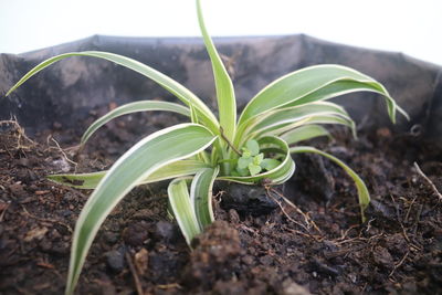 Close-up of small plant growing on field