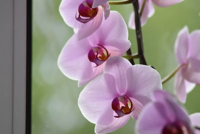 Close-up of pink orchids