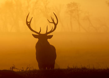 Silhouette deer standing on field during sunrise