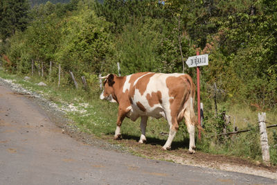 Cows standing on road amidst plants