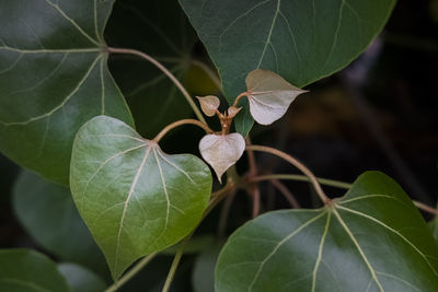 Close-up of plant