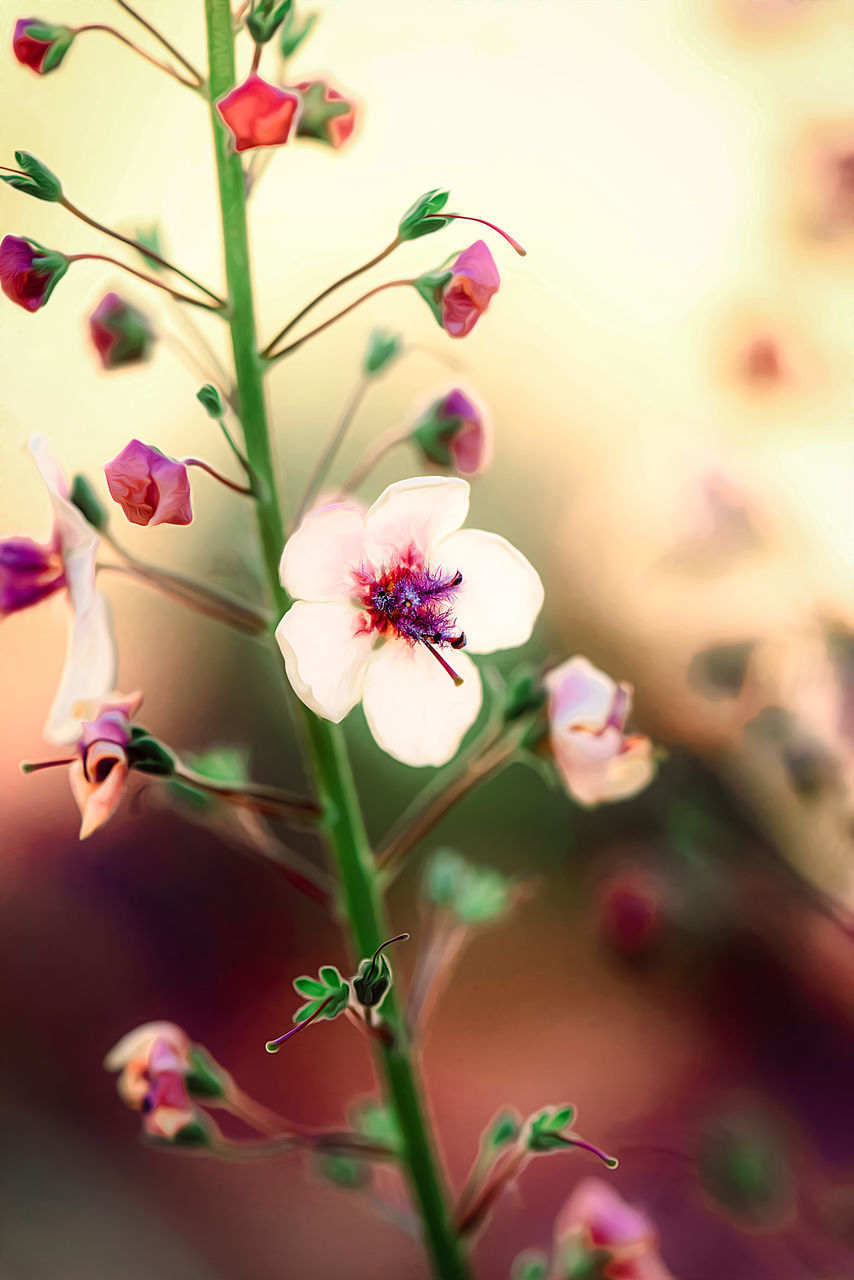 CLOSE-UP OF WHITE FLOWERING PLANT