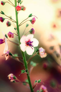 Close-up of flowering plant