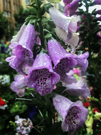 Close-up of wet purple flowers blooming outdoors