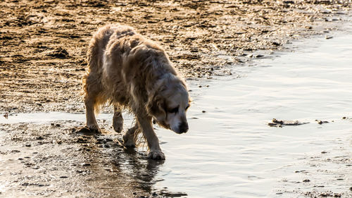 View of dog drinking water from beach