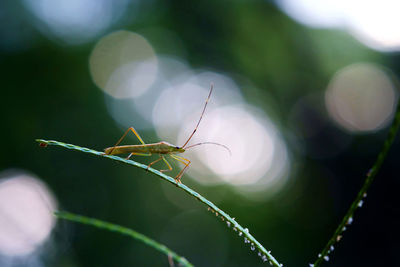 Close-up of insect on leaf