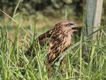 Bird perching on a field