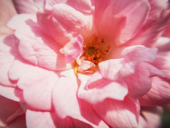 Close-up of pink flower