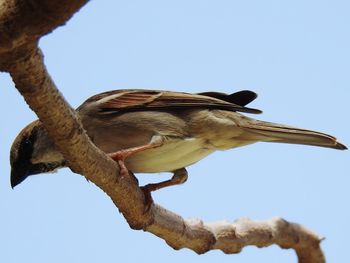 Low angle view of bird perching on tree against clear sky