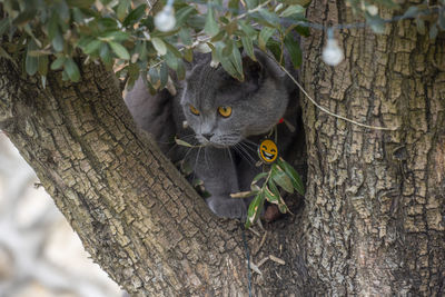 Portrait of cat on tree trunk