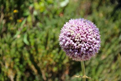 Close-up of allium flower blooming at park