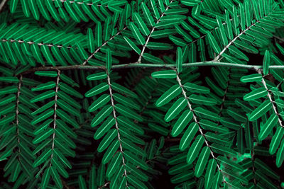 Full frame shot of green leaves