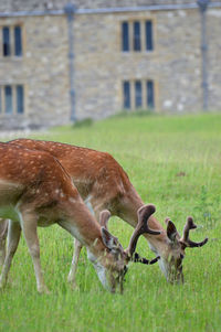 Deer grazing in field