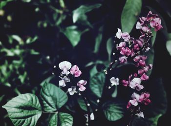 Close-up of flowers blooming outdoors