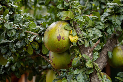 Close-up of fruits growing on tree