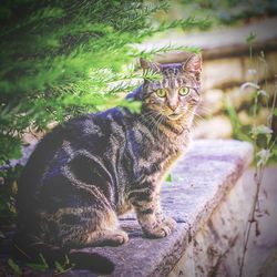Portrait of cat sitting outdoors
