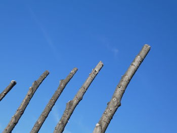 Low angle view of plants against blue sky