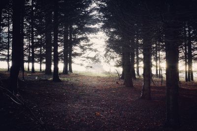 Trees in forest