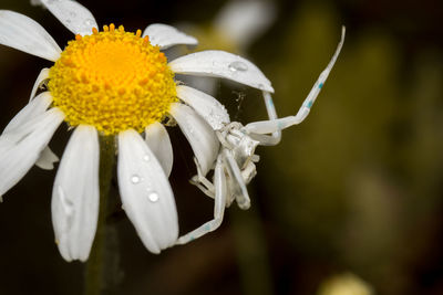 Close-up of raindrops on white flowering plant