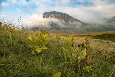 Scenic view of field against sky