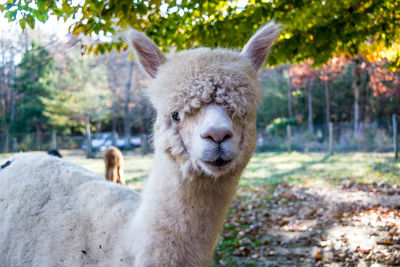 Portrait of sheep on field