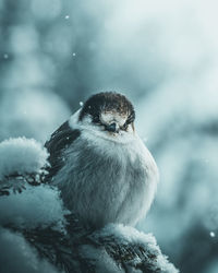 Close-up of bird perching on snow