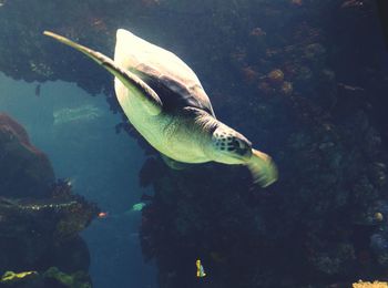 Fish underwater