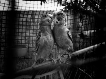 View of birds in cage