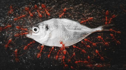 High angle view of fish in water