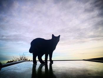 Silhouette of a cat