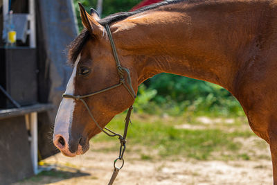 Close-up of horse in ranch