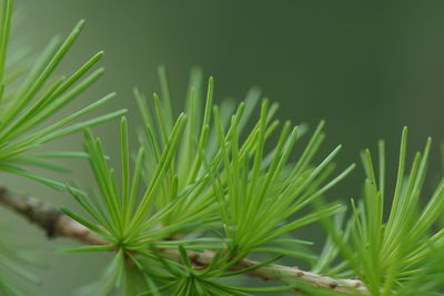 Close-up of plants