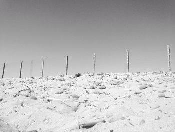 View of tree stump