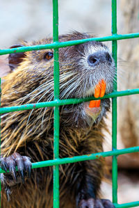 Portrait of a nutria water rat with bared large orange front incisors behind green metal bars.