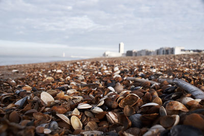 Pebbles on beach against sky