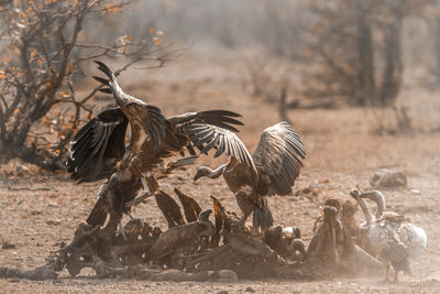 Flock of birds on a field