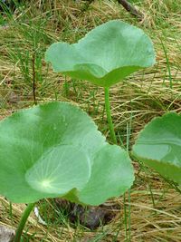 High angle view of water lily in lake