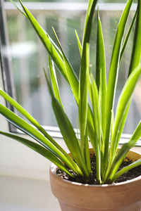 Close-up of succulent plant in pot