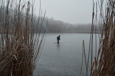 Frozen reeds near the water in winter, during a fog covered with frost in cloudy weather