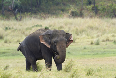 Elephant in a field