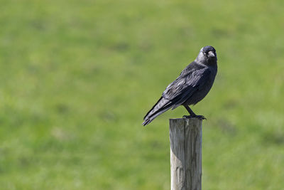 Close-up of bird perching on wooden post