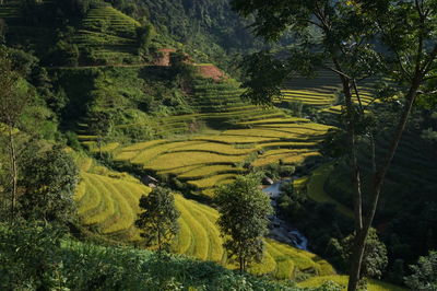 High angle view of agricultural field