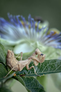 Close-up of praying mantis on plant