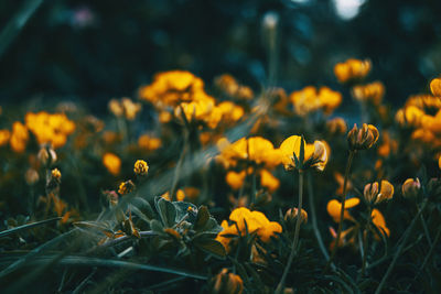 Close-up of yellow flowering plants on field