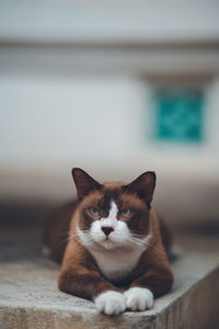 Close-up portrait of cat relaxing outdoors