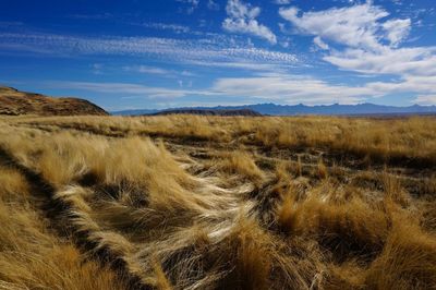 Scenic view of yellow landscape taken by the wind against blue sky