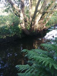 Scenic view of lake in forest