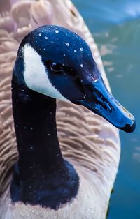 Close-up of swan swimming in lake