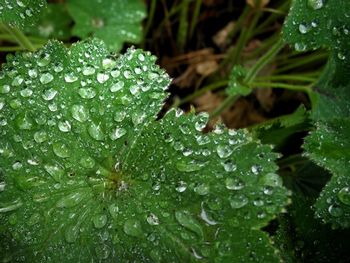 Close-up of water drops on leaves